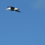 Albatross