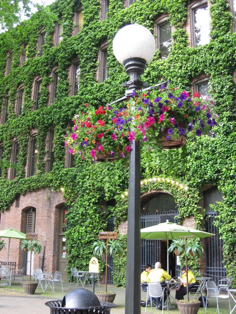 Enveloped in ivy