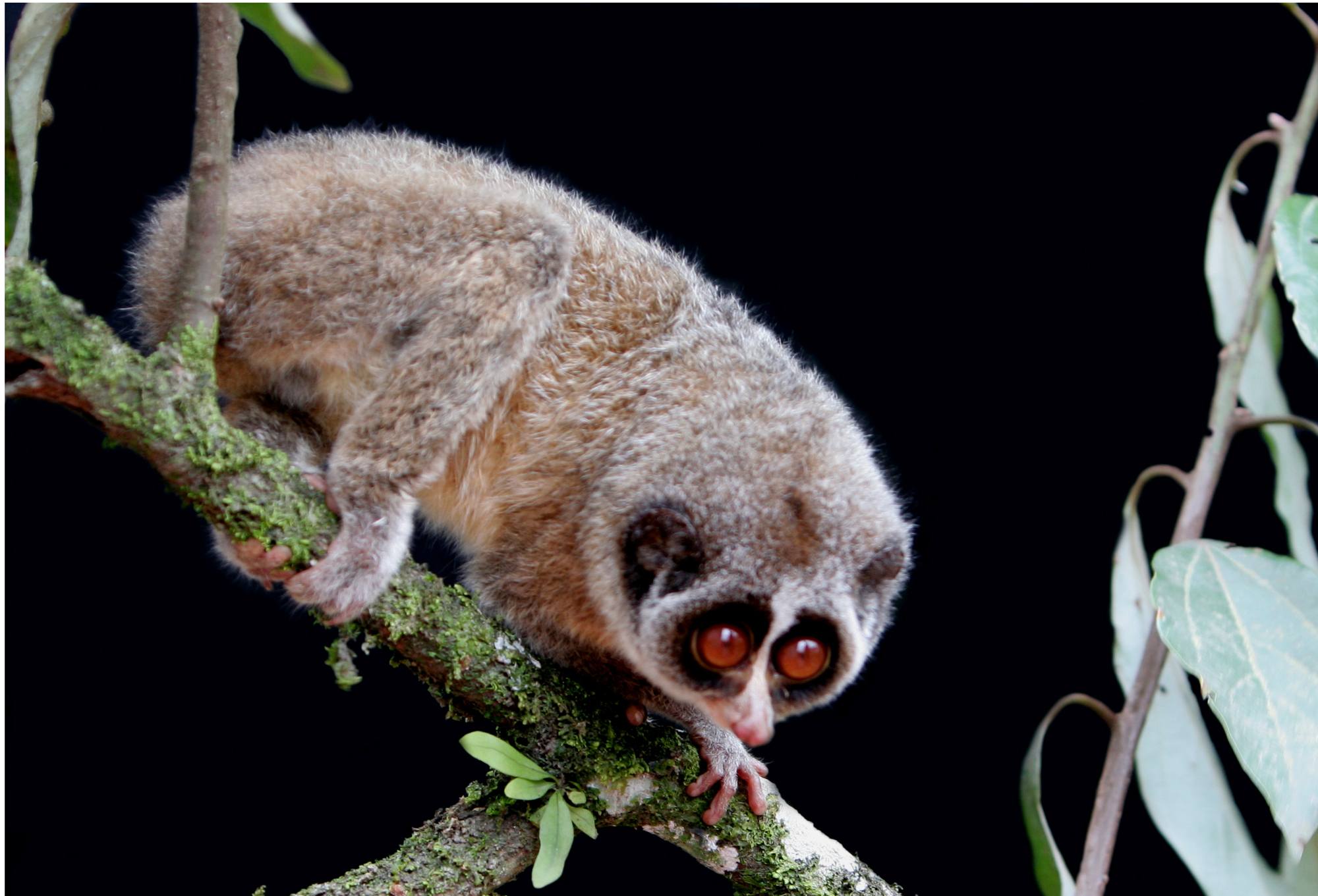 Loris