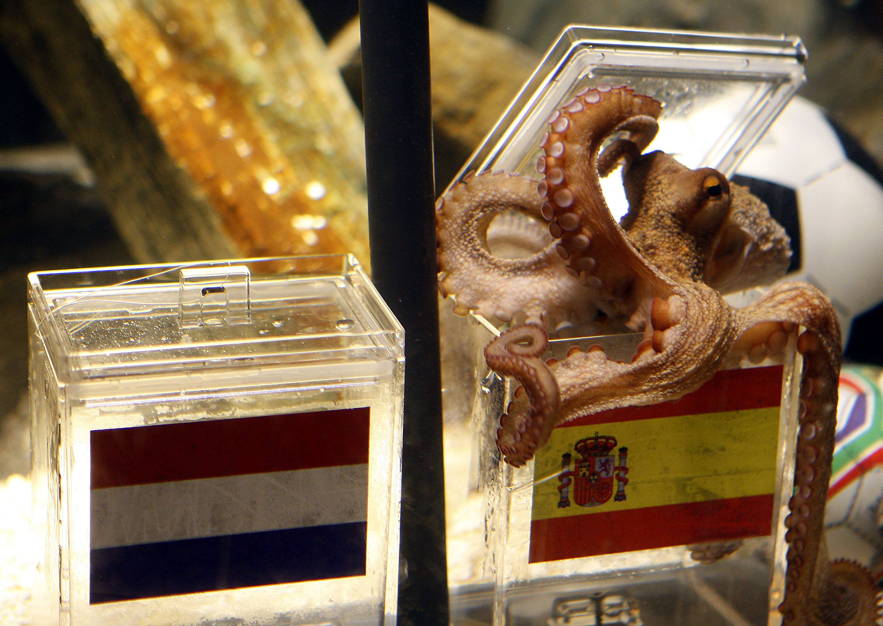 Germany Octopus Oracle