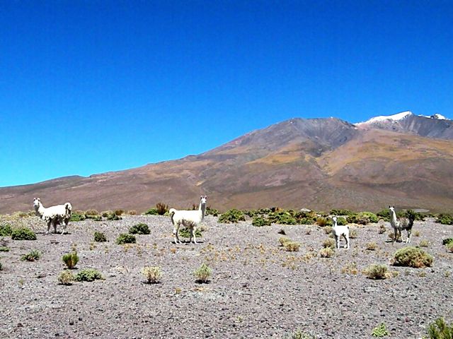 Llamas