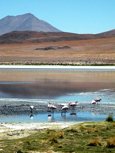 Flamingoes