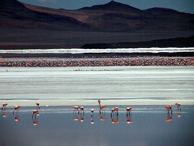 Flamingoes