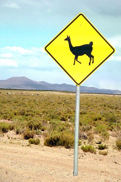Llama crossing