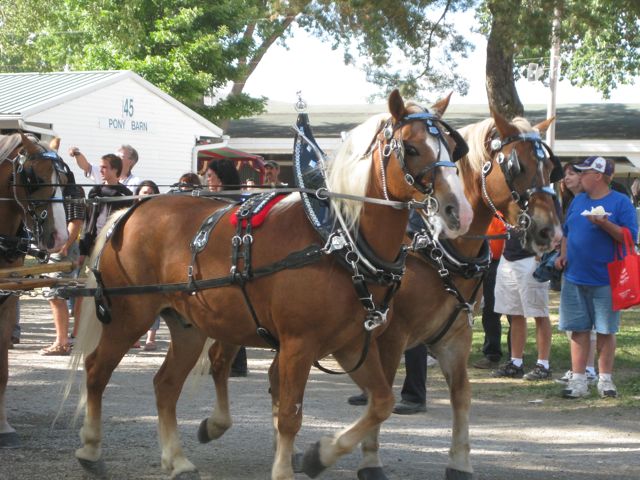 Horses