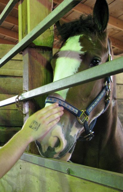 Horse