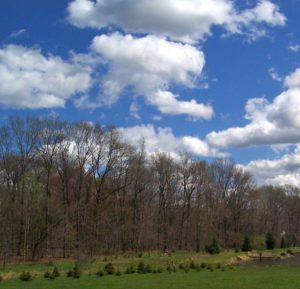 My front yard