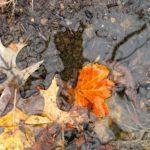 Leaves thumb