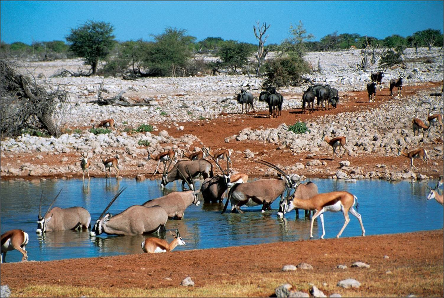 Etosha