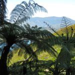 Photo of the Day: New Zealand Ferns