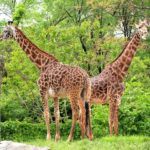 Giraffes