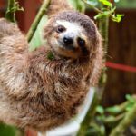 Sloth