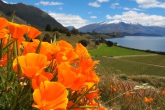 Wanaka