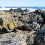 In Search of Seals: Hiking to Sinclair Head in Wellington