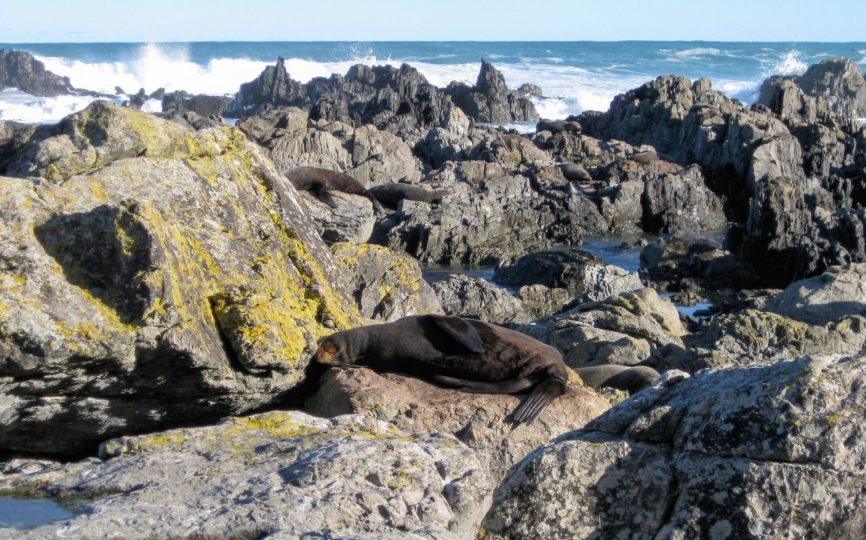 In Search of Seals: Hiking to Sinclair Head in Wellington