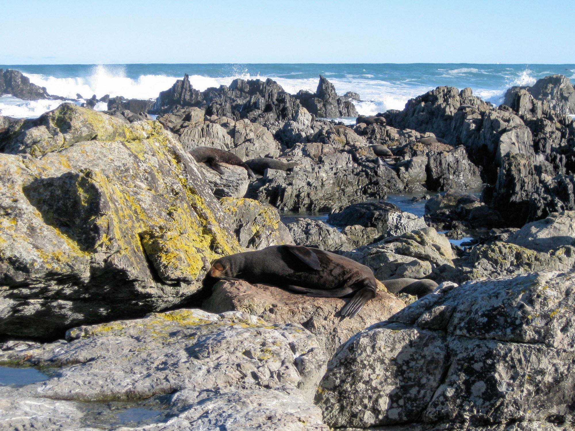 New Zealand fur seals at Sinclair Head in Wellington