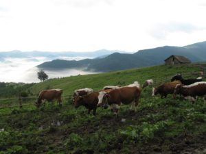 Carpathian Mountains