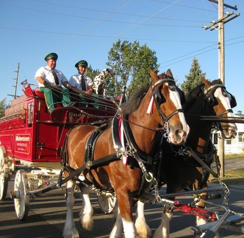 Seeing the Budweiser Clydesdale Horses in Person