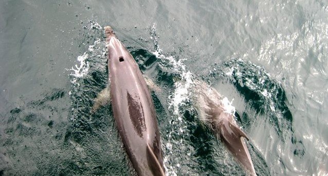 Dolphins in New Zealand
