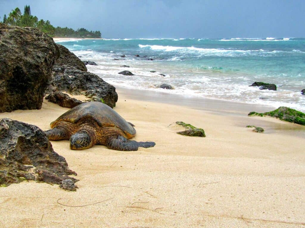 Sea turtle at Laniakea Beach