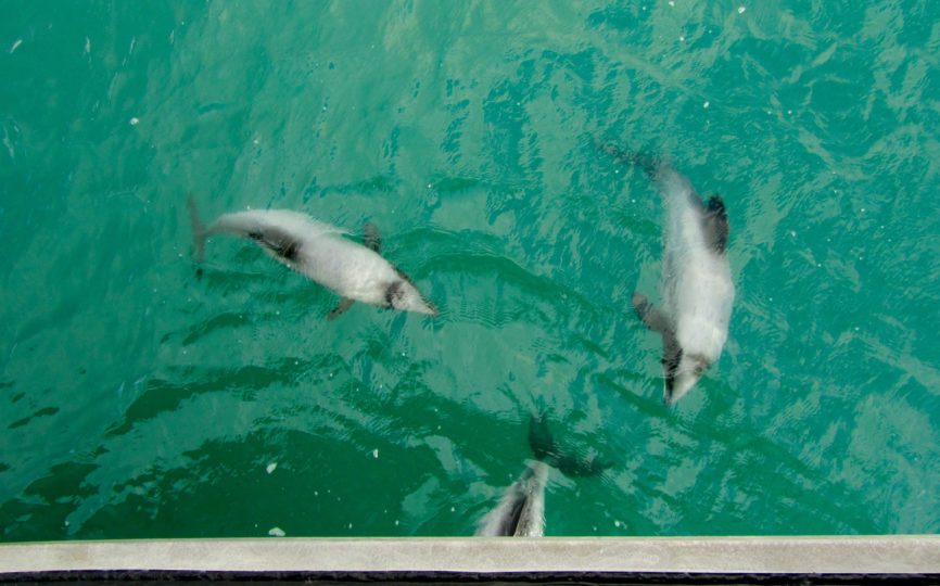 Going Wild for Wildlife on an Akaroa Harbor Cruise