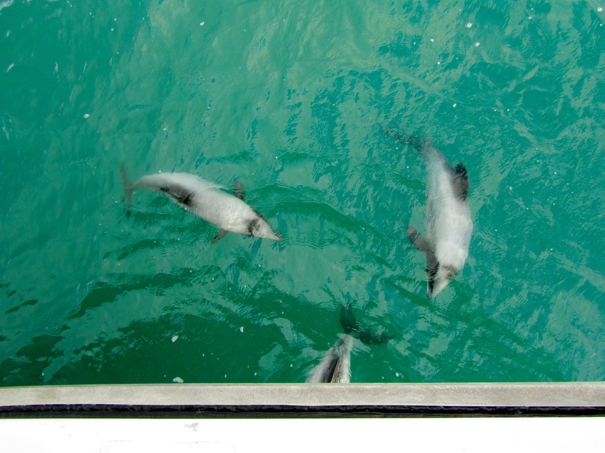 Hectors dolphins in Akaroa, New Zealand