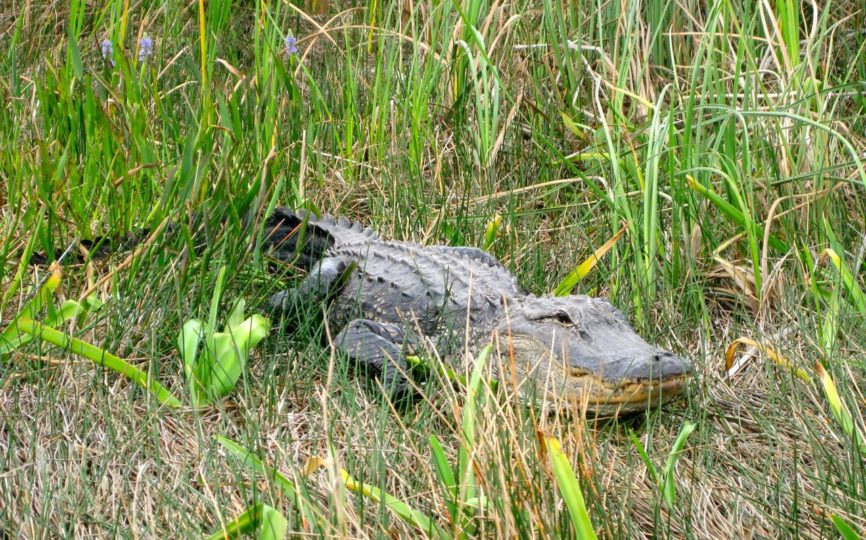 Up Close With Dinosaurs in the Everglades