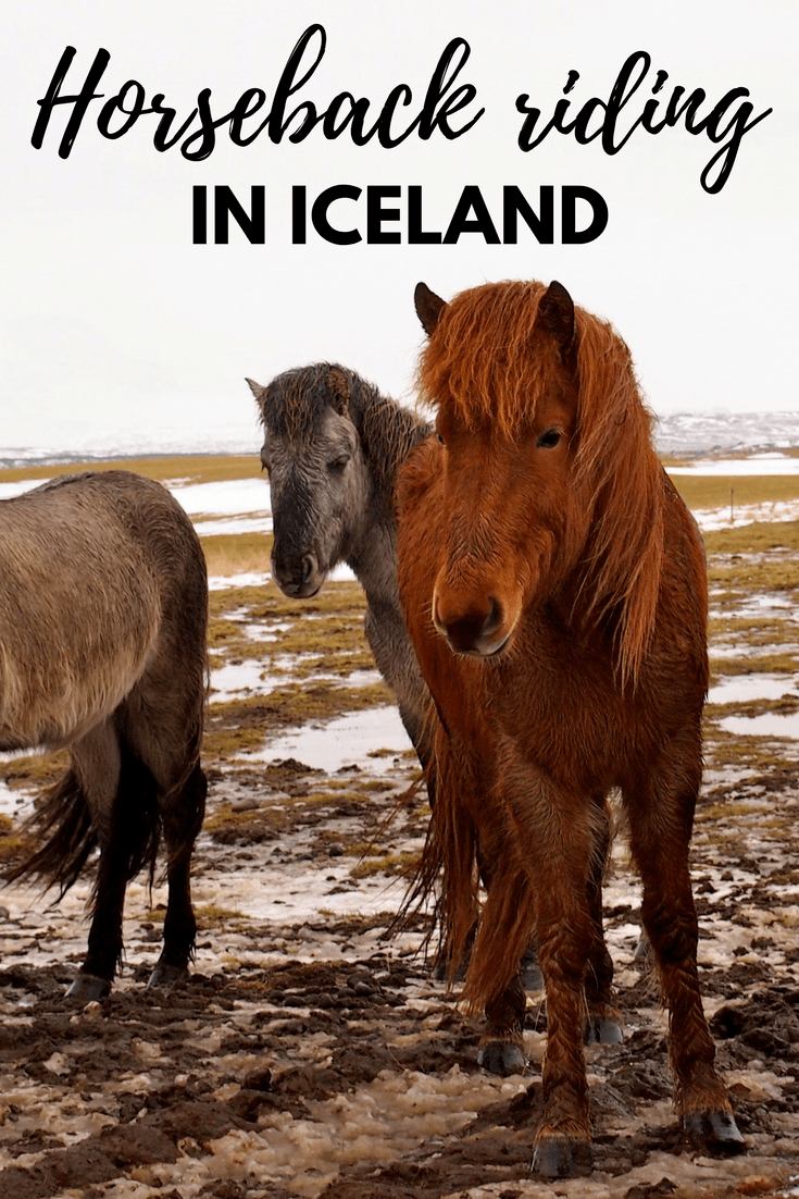 Horseback riding in Iceland