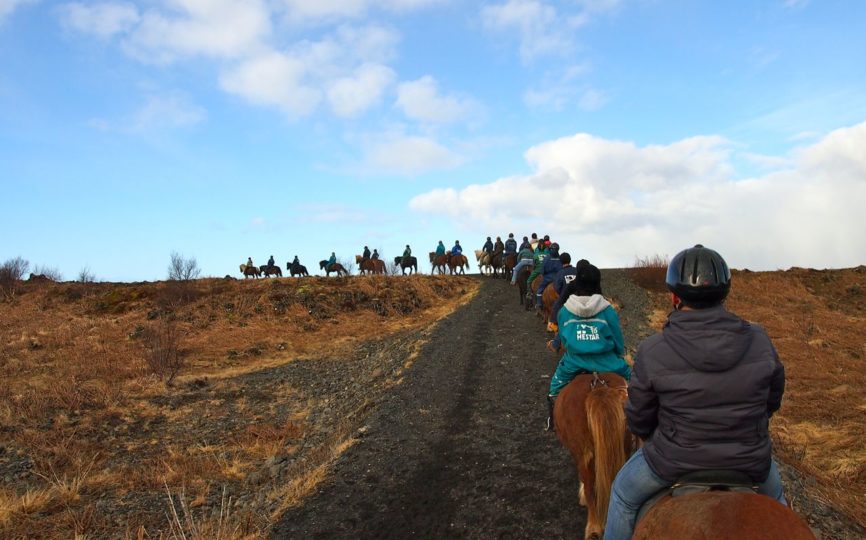 The Horses of Iceland