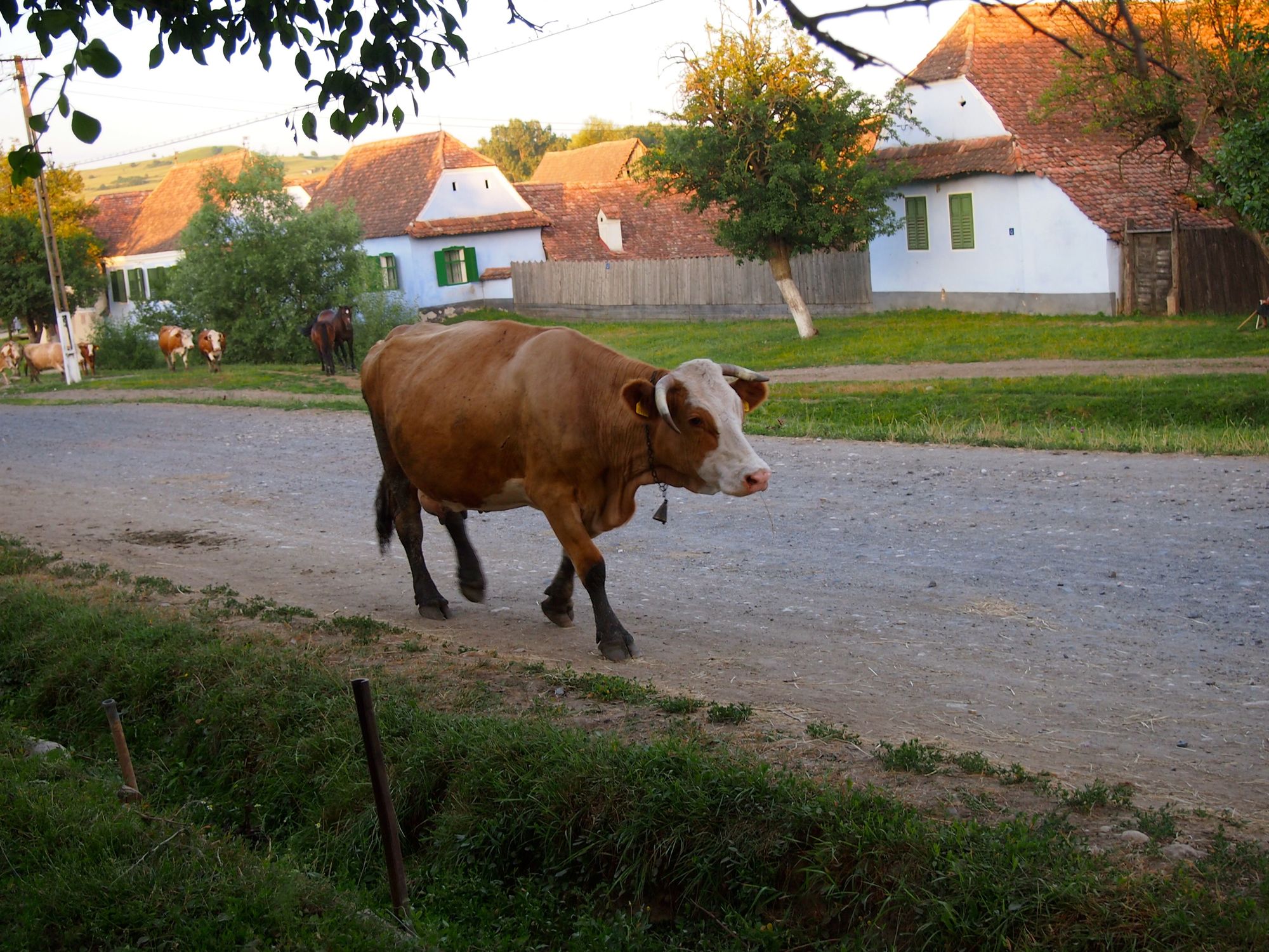Cow in Viscri, Romania