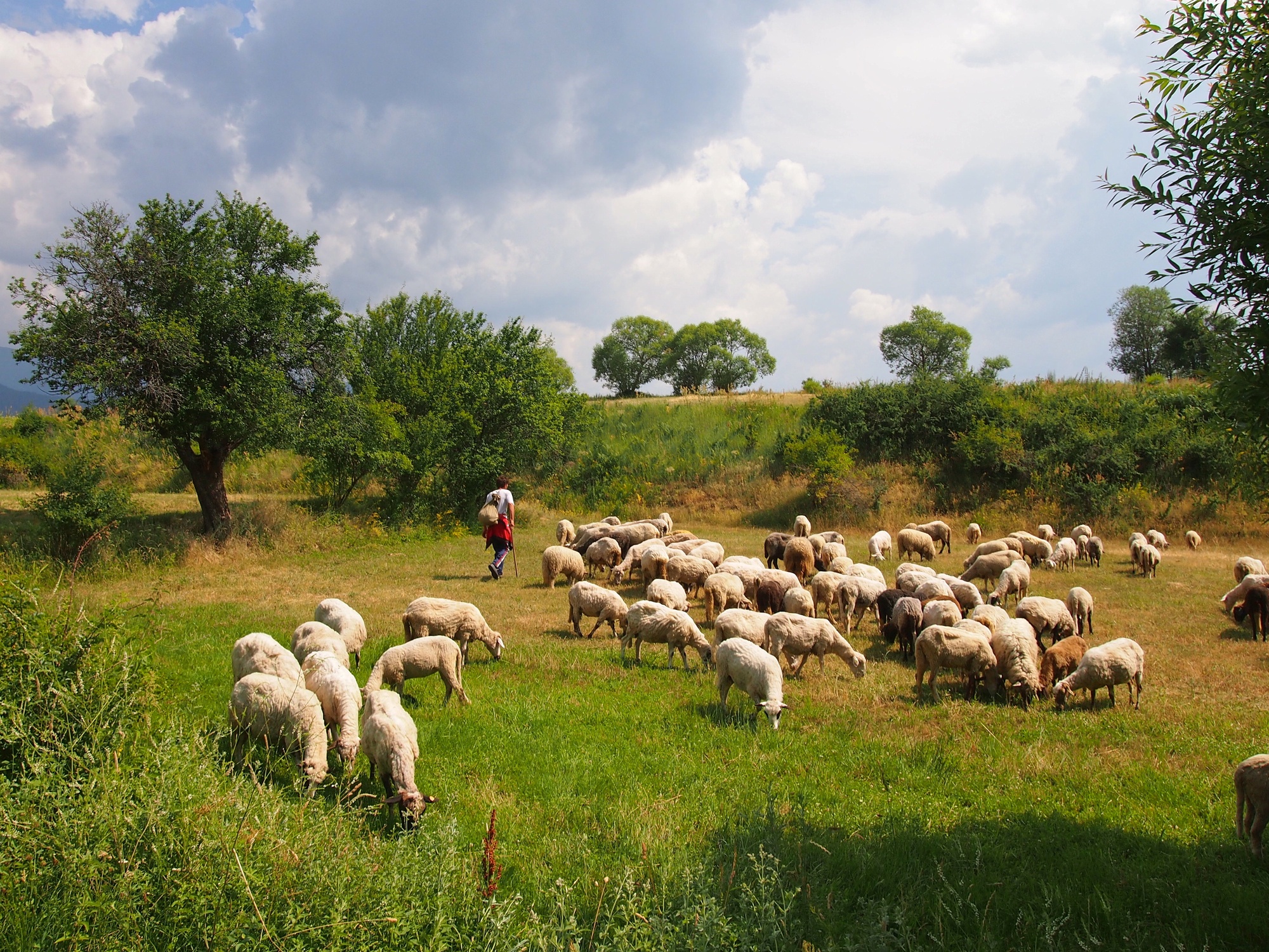 Sheep herding in Bulgaria