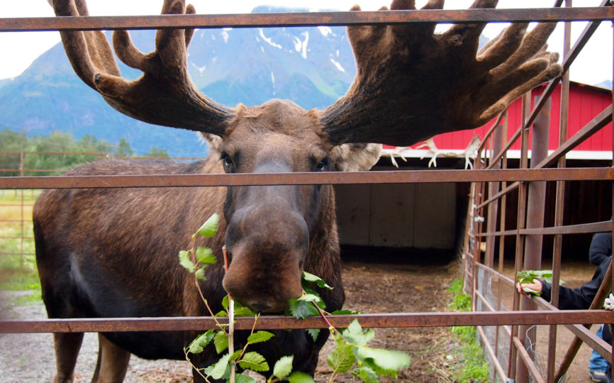 I Kissed a Moose and I Liked It – Animal Encounters in Alaska