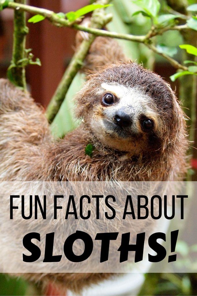Fun facts about sloths in Costa Rica