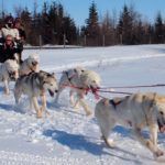 Dogsledding in the Great White North