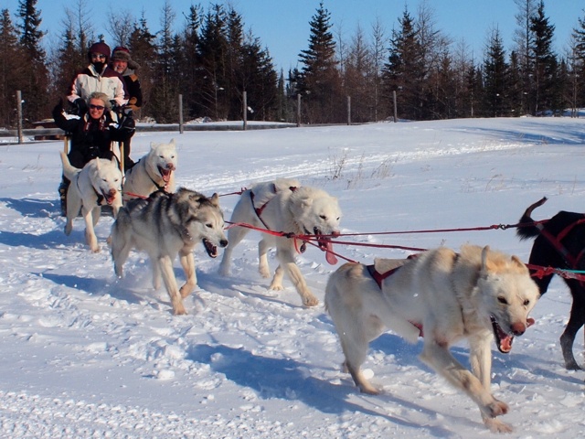 Dogsledding in the Great White North