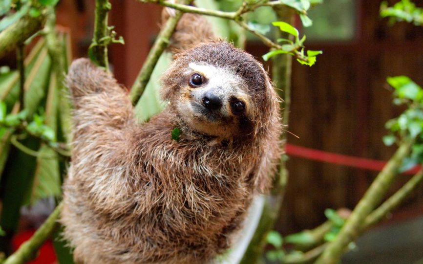Sloths! (Fun Facts and Adorable Photos)