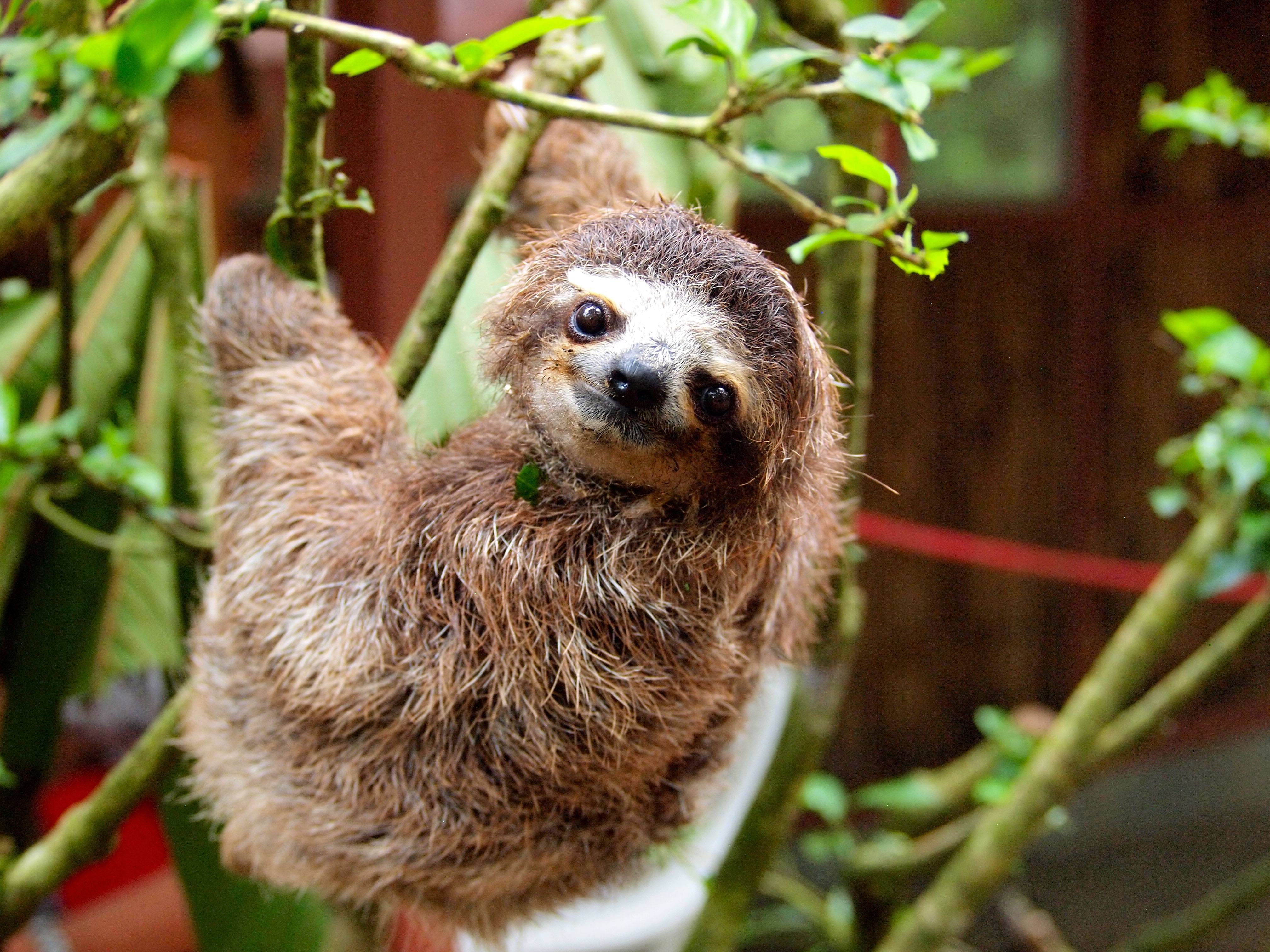 Baby sloth in Costa Rica