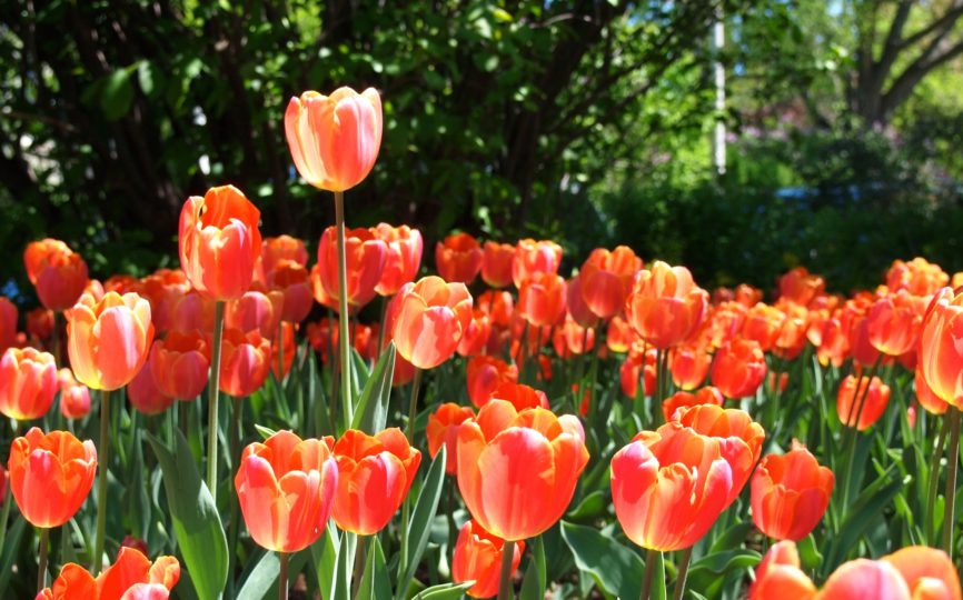 Tips for Going to the Canadian Tulip Festival in Ottawa