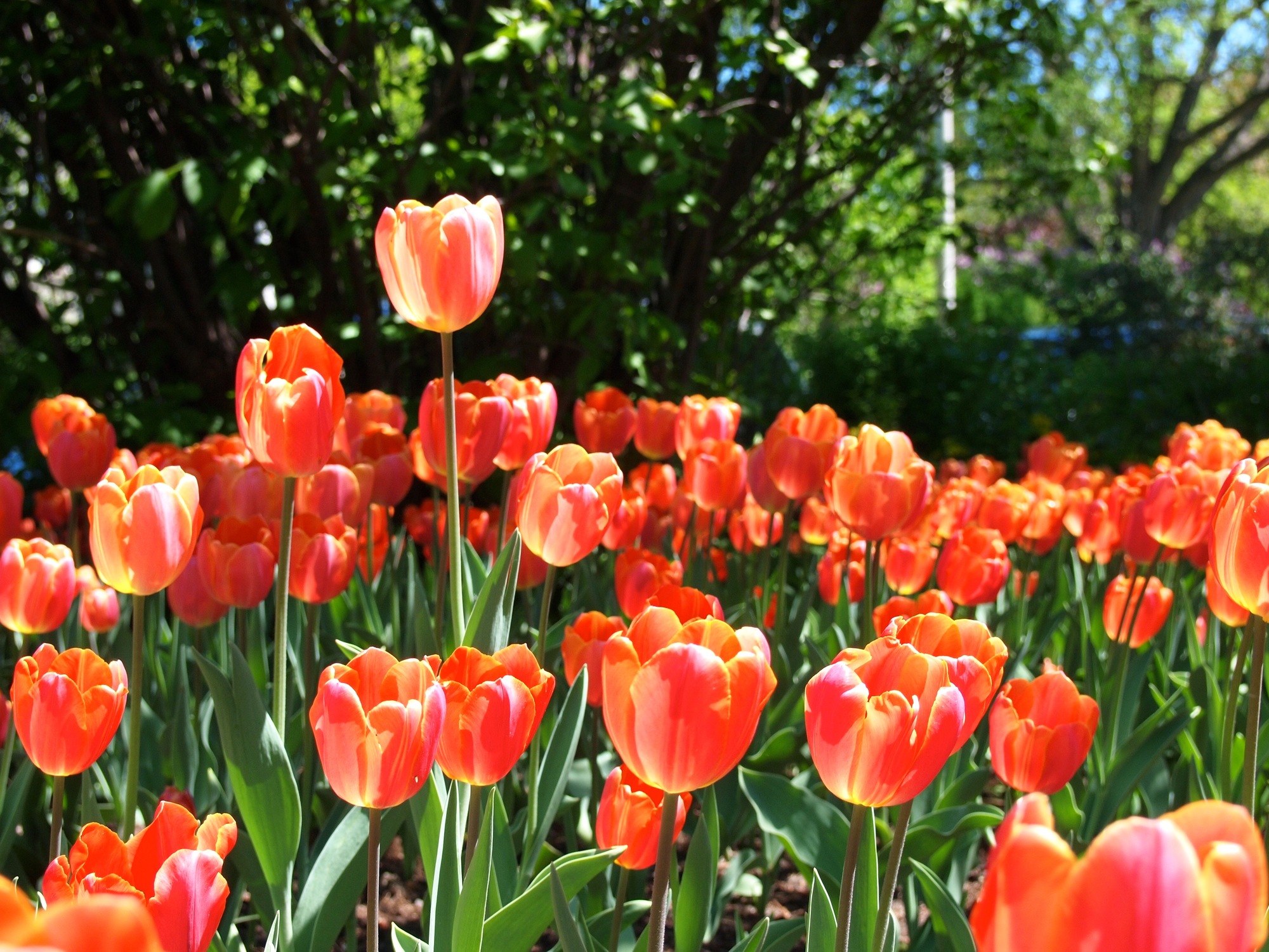 Tulip Festival in Ottawa, Canada