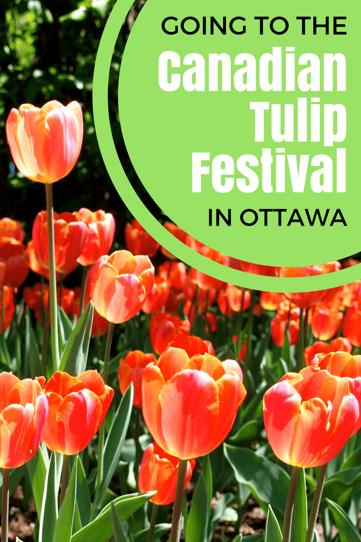 Going to the Canadian Tulip Festival in Ottawa