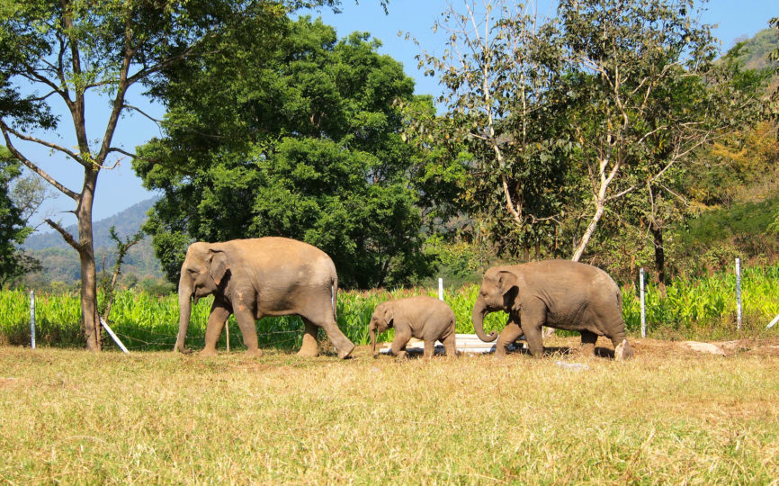 Volunteering at Elephant Nature Park: What’s It Like?