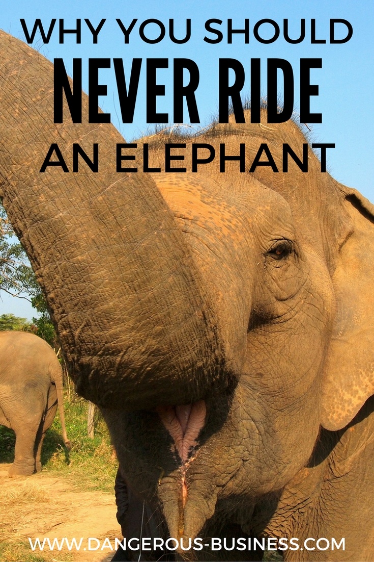Why you shouldn't ride an elephant