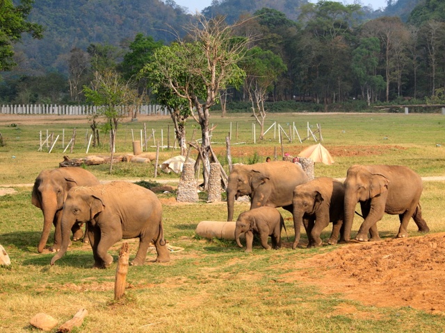 Elephants at Elephant Nature Park in Thailand