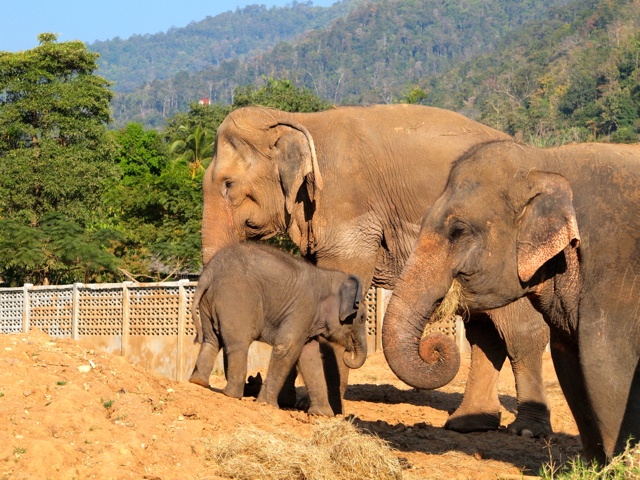 Elephants at Elephant Nature Park