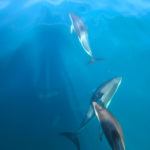 Swimming With Wild Dolphins in New Zealand