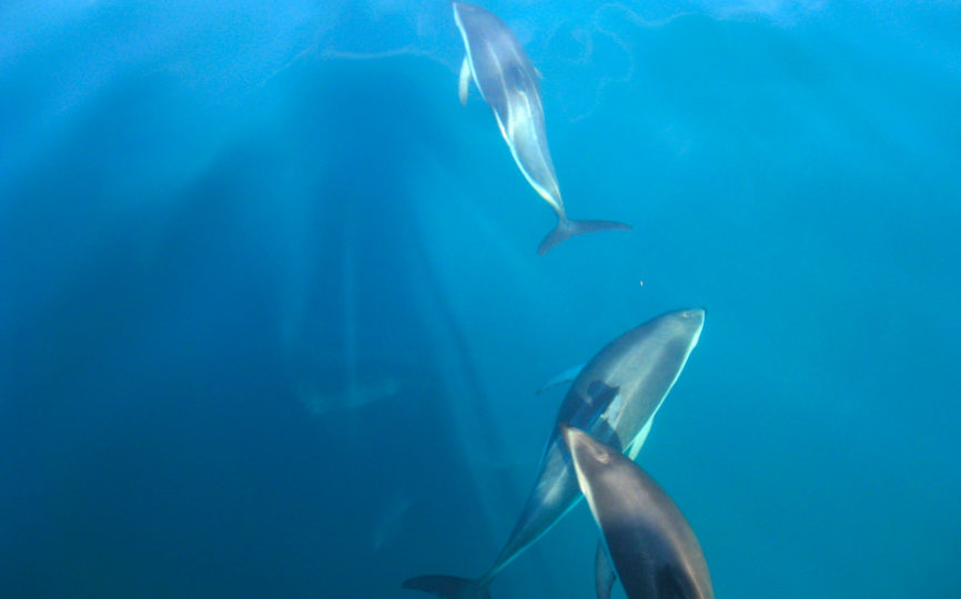 Swimming With Wild Dolphins in New Zealand