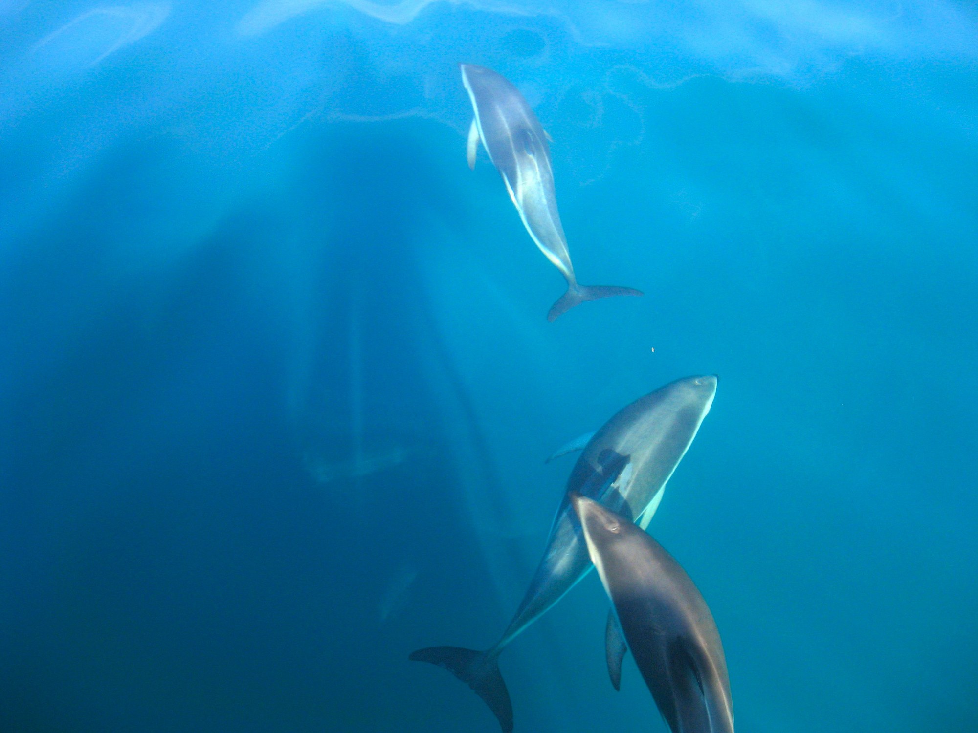 Dusky dolphins