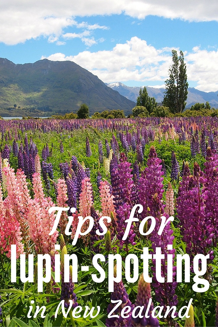 Tips for finding lupins in New Zealand