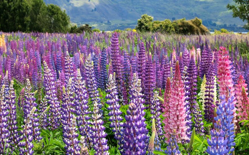 How and Where to Find Beautiful Lupins in New Zealand