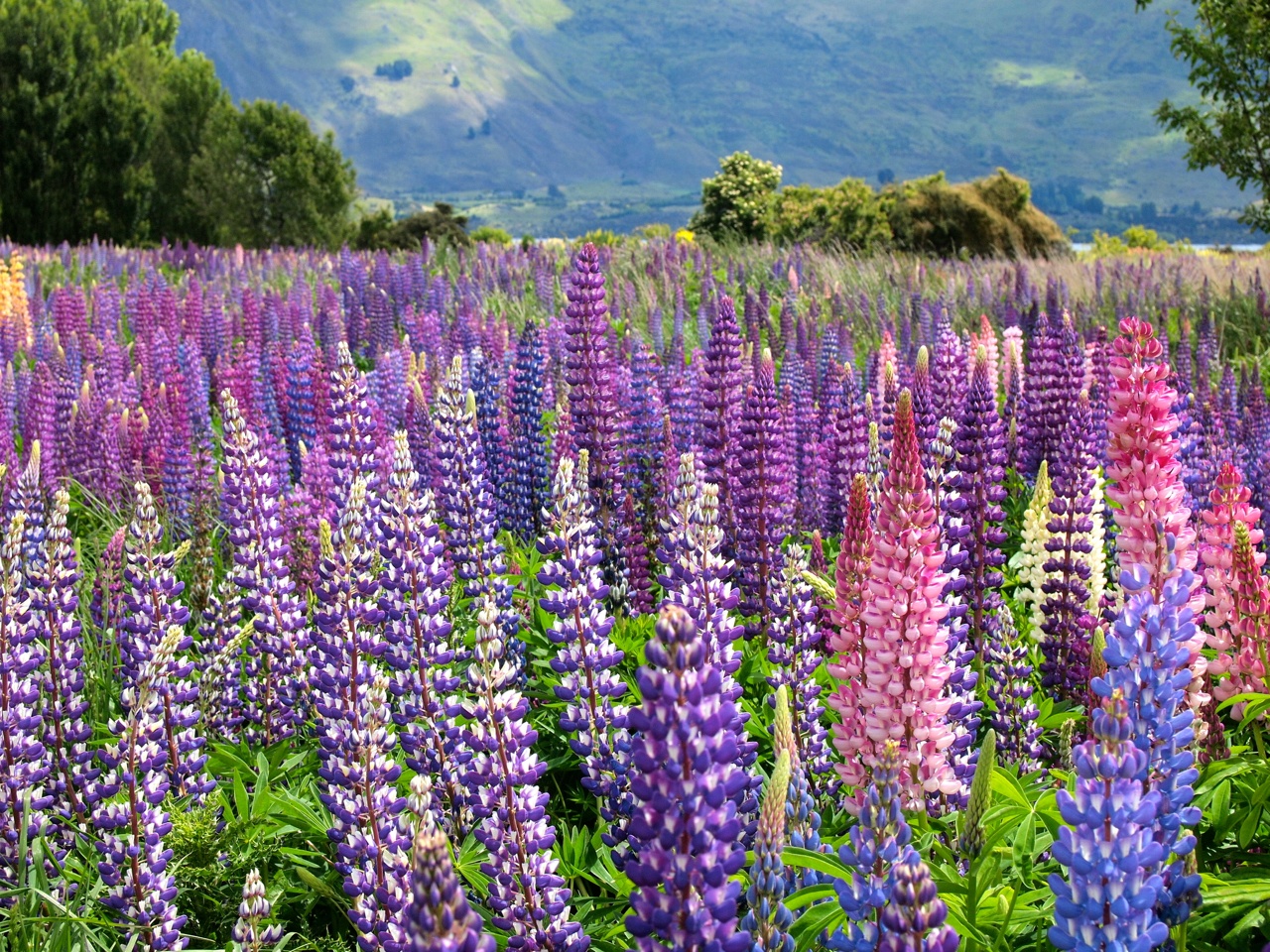 Lupins in New Zealand